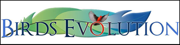 Birds Evolution - Avian Management Software